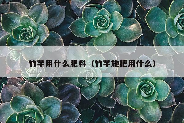 竹芋用什么肥料（竹芋施肥用什么）