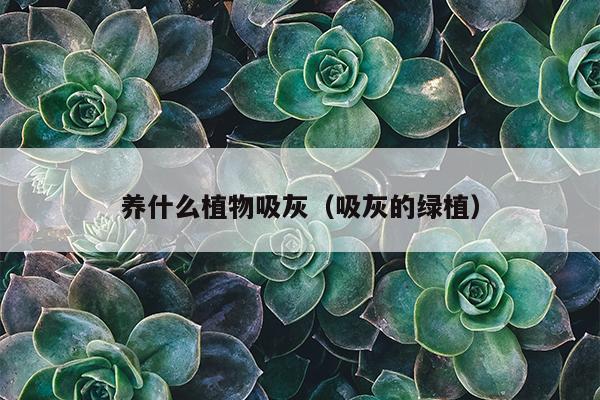 养什么植物吸灰（吸灰的绿植）