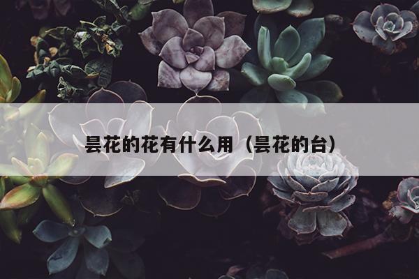 昙花的花有什么用（昙花的台）