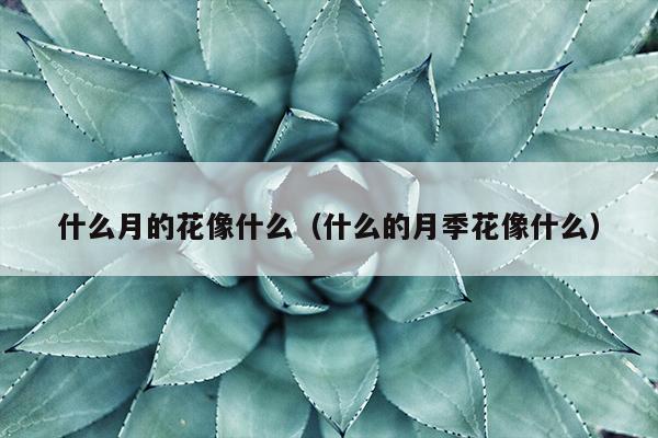 什么月的花像什么（什么的月季花像什么）