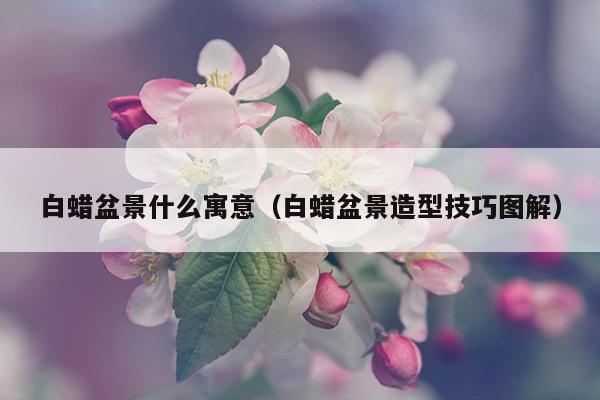 白蜡盆景什么寓意（白蜡盆景造型技巧图解）