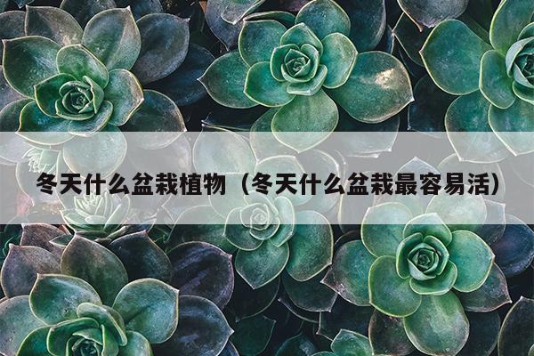 冬天什么盆栽植物（冬天什么盆栽最容易活）