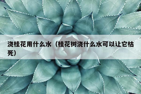 浇桂花用什么水（桂花树浇什么水可以让它枯死）