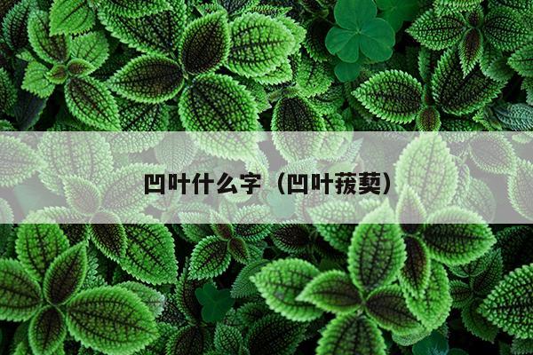 凹叶什么字（凹叶菝葜）