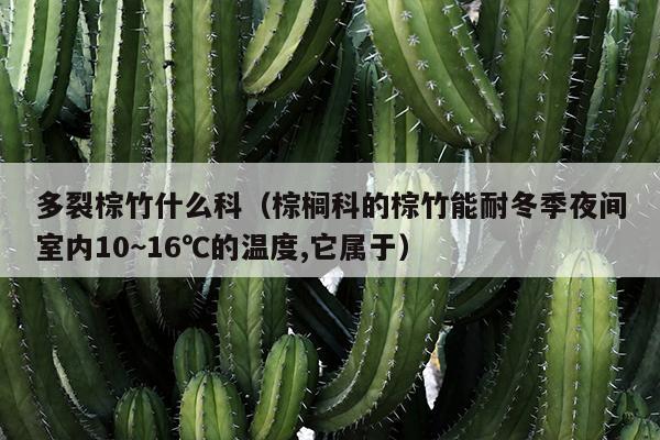 多裂棕竹什么科（棕榈科的棕竹能耐冬季夜间室内10~16℃的温度,它属于）