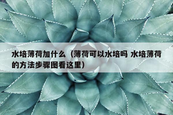 水培薄荷加什么（薄荷可以水培吗 水培薄荷的方法步骤图看这里）