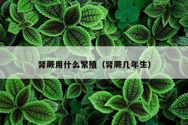 肾蕨用什么繁殖（肾蕨几年生）