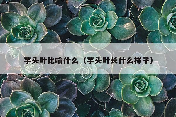 芋头叶比喻什么（芋头叶长什么样子）