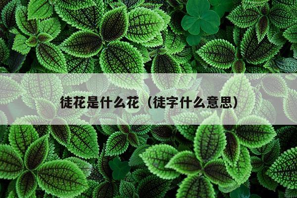 徒花是什么花（徒字什么意思）