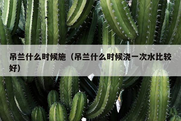 吊兰什么时候施（吊兰什么时候浇一次水比较好）