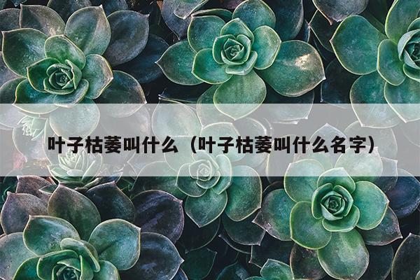 叶子枯萎叫什么（叶子枯萎叫什么名字）