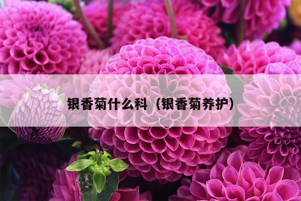 银香菊什么科（银香菊养护）