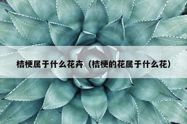 桔梗属于什么花卉（桔梗的花属于什么花）