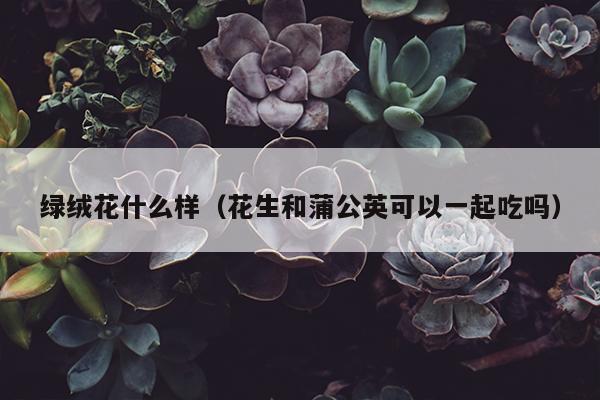 绿绒花什么样（花生和蒲公英可以一起吃吗）