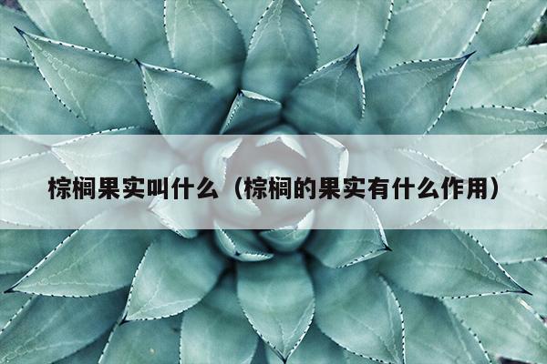 棕榈果实叫什么（棕榈的果实有什么作用）