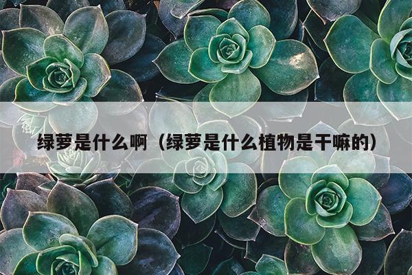 绿萝是什么啊（绿萝是什么植物是干嘛的）