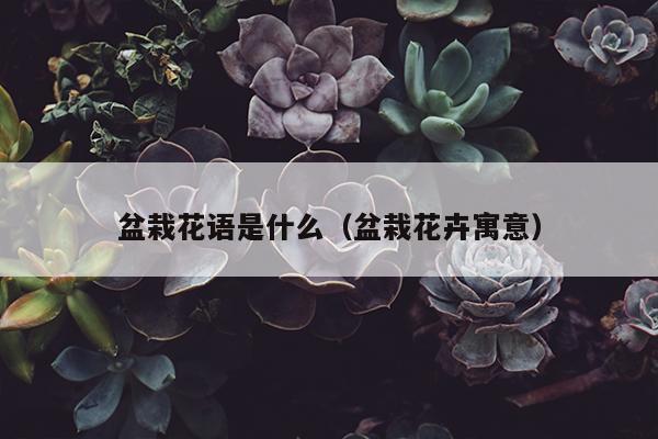 盆栽花语是什么（盆栽花卉寓意）