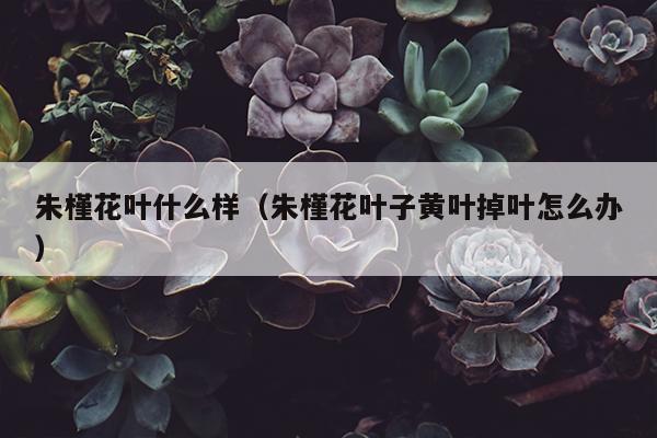 朱槿花叶什么样（朱槿花叶子黄叶掉叶怎么办）