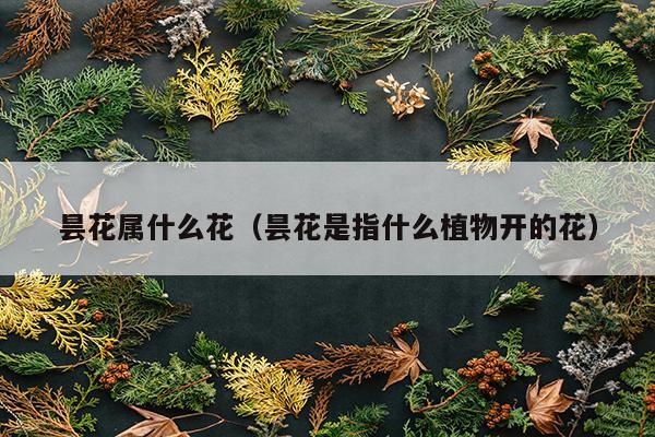 昙花属什么花（昙花是指什么植物开的花）