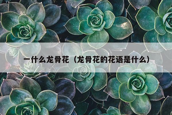 一什么龙骨花（龙骨花的花语是什么）