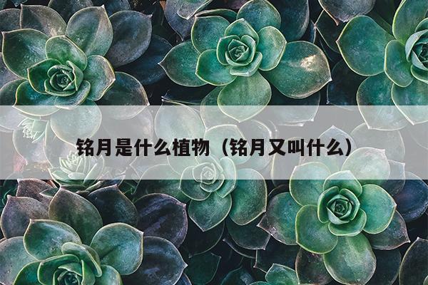 铭月是什么植物（铭月又叫什么）