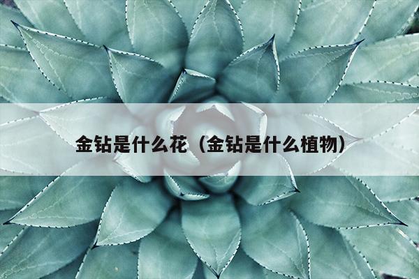 金钻是什么花（金钻是什么植物）