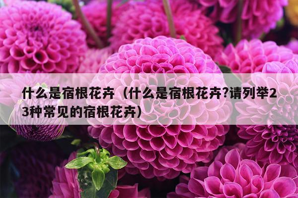 什么是宿根花卉（什么是宿根花卉?请列举23种常见的宿根花卉）