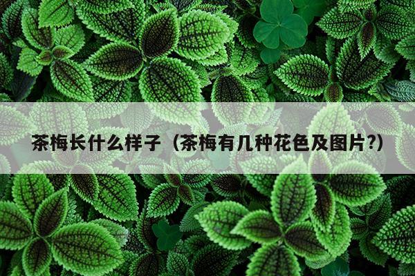 茶梅长什么样子（茶梅有几种花色及图片?）