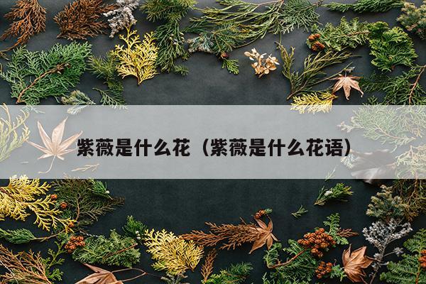 紫薇是什么花（紫薇是什么花语）