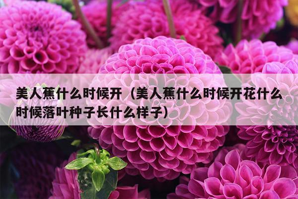 美人蕉什么时候开（美人蕉什么时候开花什么时候落叶种子长什么样子）