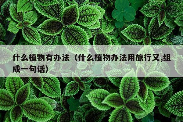 什么植物有办法（什么植物办法用旅行又,组成一句话）