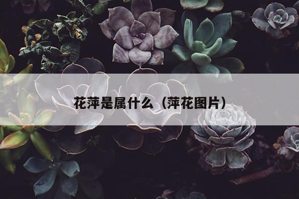 花萍是属什么（萍花图片）