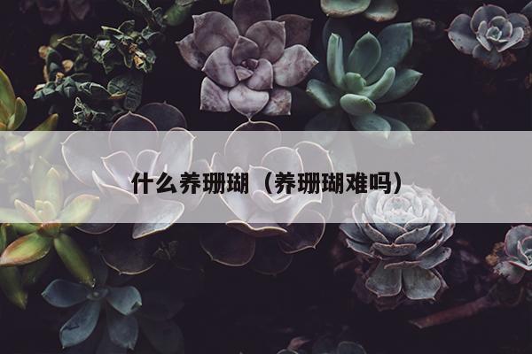 什么养珊瑚（养珊瑚难吗）