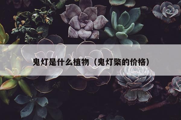 鬼灯是什么植物（鬼灯檠的价格）