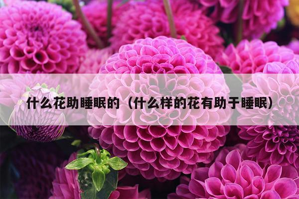 什么花助睡眠的（什么样的花有助于睡眠）