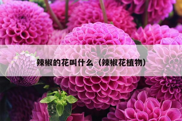 辣椒的花叫什么（辣椒花植物）