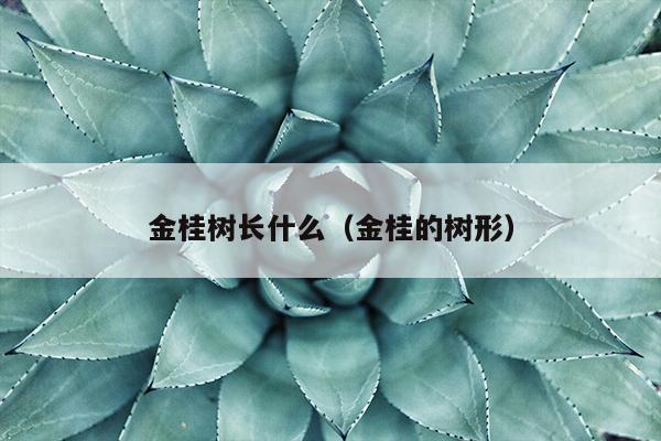 金桂树长什么（金桂的树形）