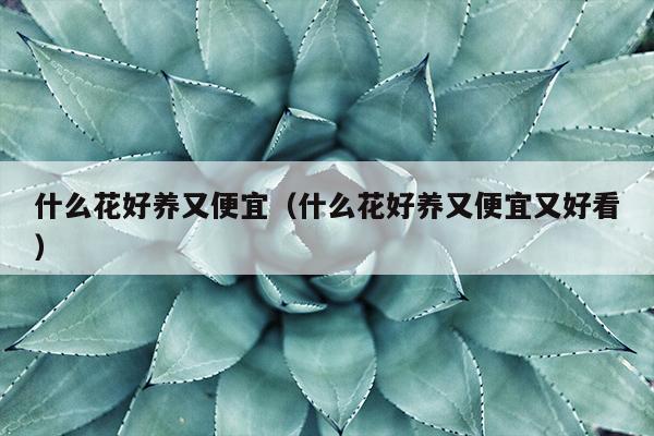 什么花好养又便宜（什么花好养又便宜又好看）