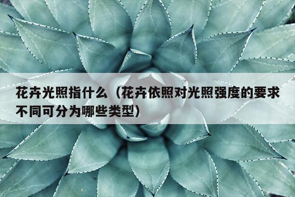 花卉光照指什么（花卉依照对光照强度的要求不同可分为哪些类型）