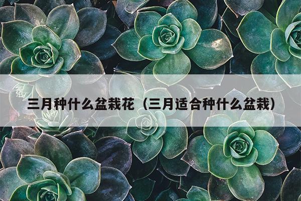 三月种什么盆栽花（三月适合种什么盆栽）