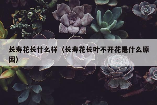 长寿花长什么样（长寿花长叶不开花是什么原因）