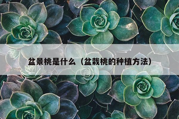 盆景桃是什么（盆栽桃的种植方法）