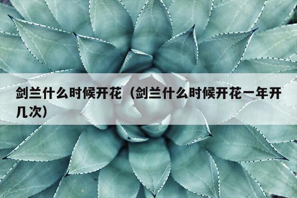 剑兰什么时候开花（剑兰什么时候开花一年开几次）