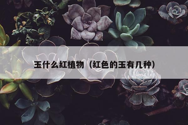 玉什么红植物（红色的玉有几种）