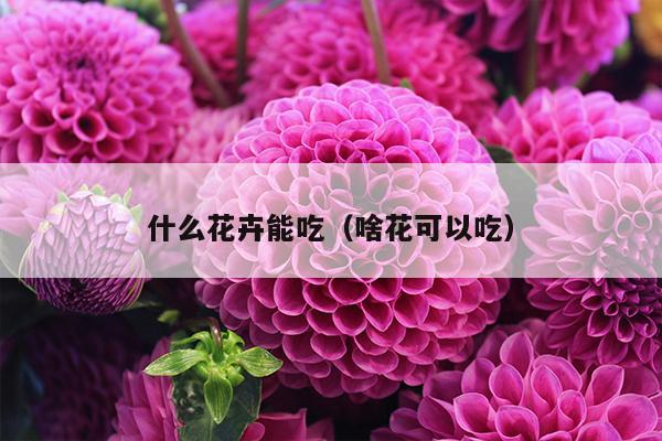 什么花卉能吃（啥花可以吃）