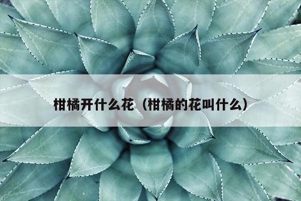 柑橘开什么花（柑橘的花叫什么）