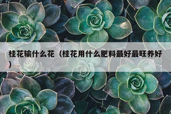 桂花输什么花（桂花用什么肥料最好最旺养好）