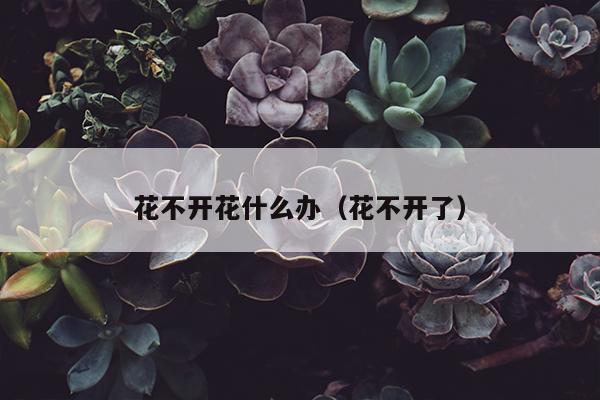 花不开花什么办（花不开了）