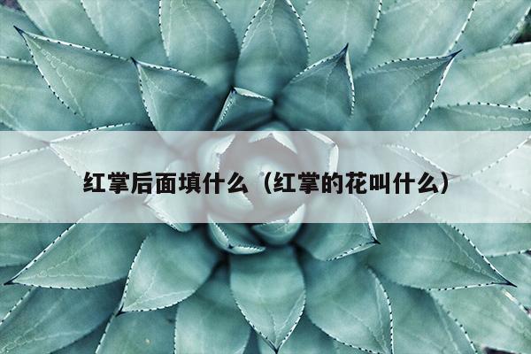 红掌后面填什么（红掌的花叫什么）