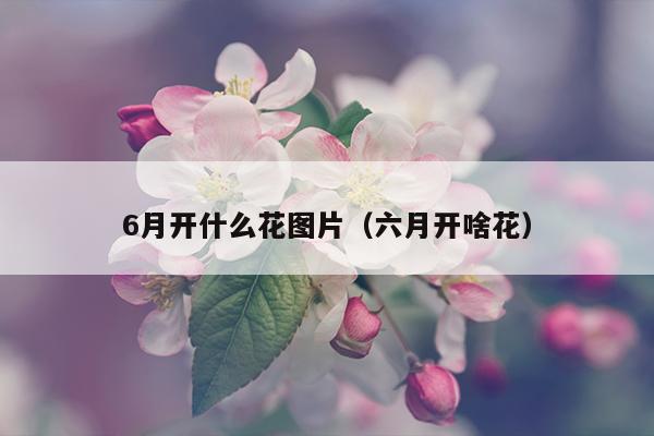 6月开什么花图片（六月开啥花）